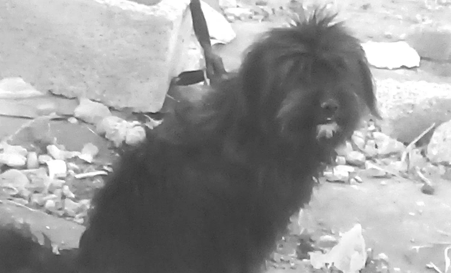 سگ نر خونگی|سگ|جیرفت, |دیوار