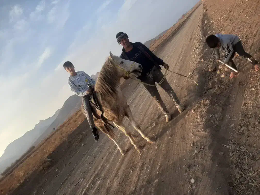 اسب نرینه|اسب و تجهیزات اسبسواری|تربتحیدریه, ترمینال|دیوار