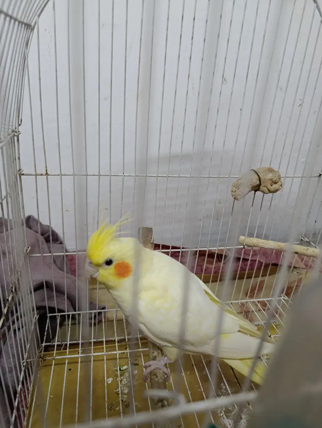 یک عدد عروس هلندی نر کاملا سالم 8ماهه|پرنده|رودسر, |دیوار