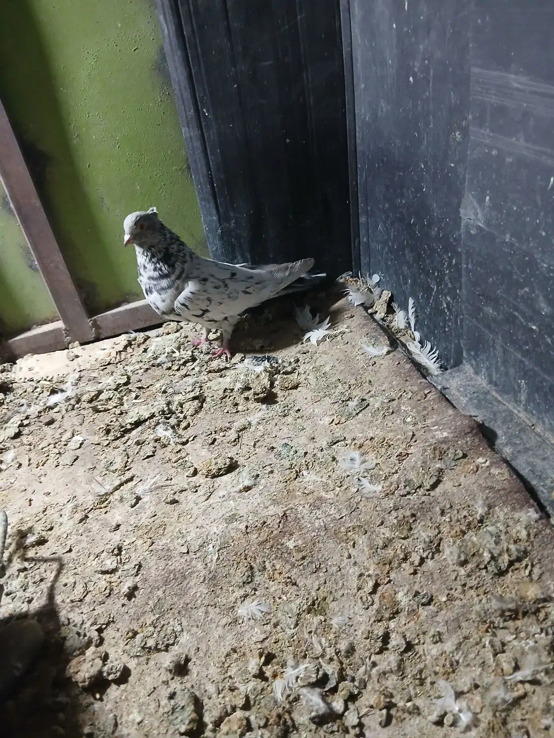 سور نر|پرنده|بم, |دیوار