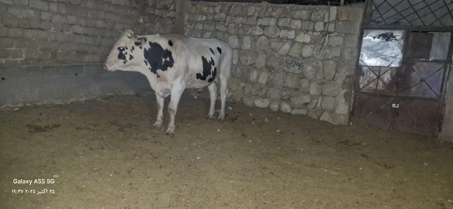 گوساله پروار|حیوانات مزرعه|کارزان, |دیوار