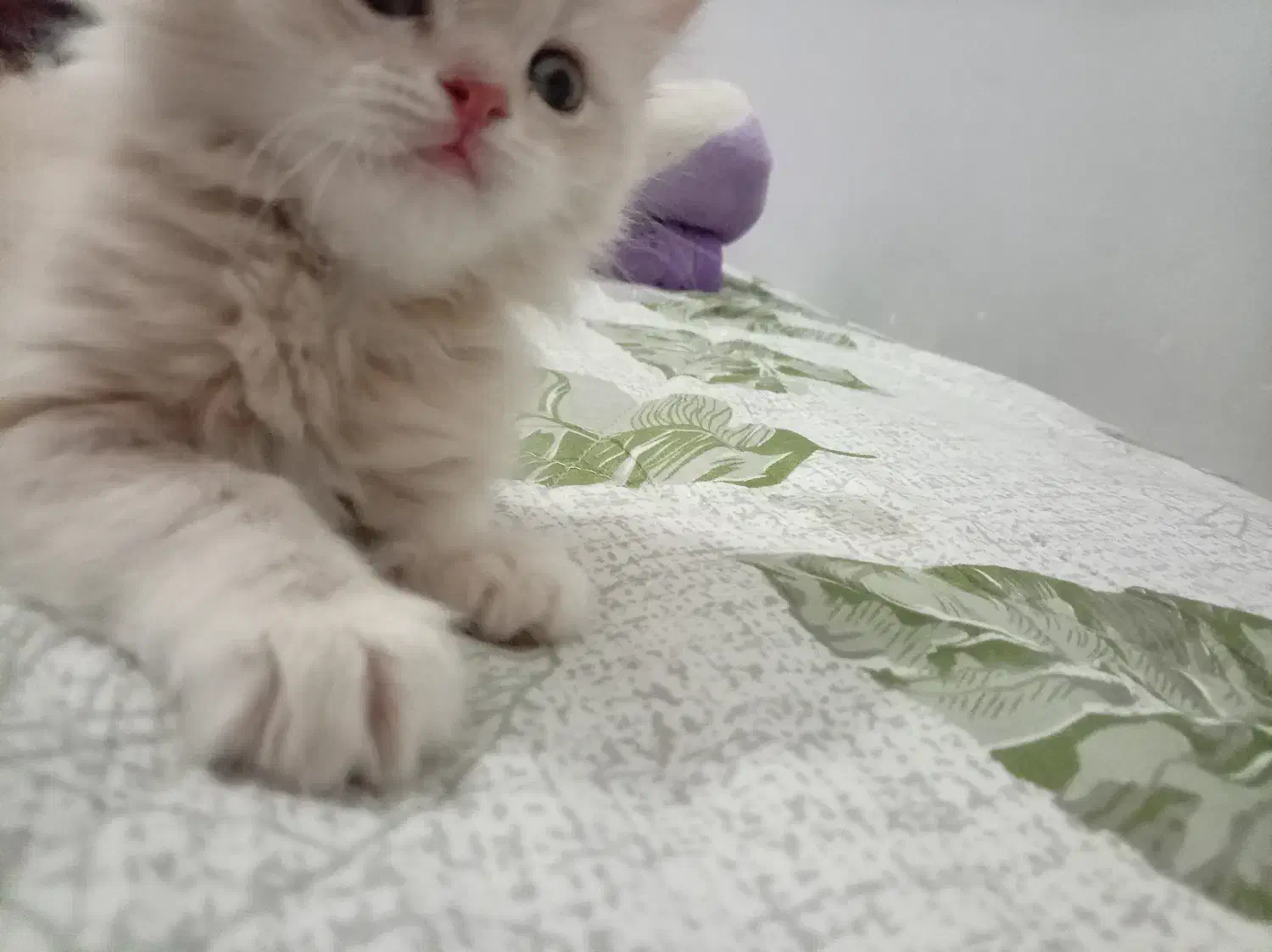 واگذاری گربه|گربه|کرمان, |دیوار