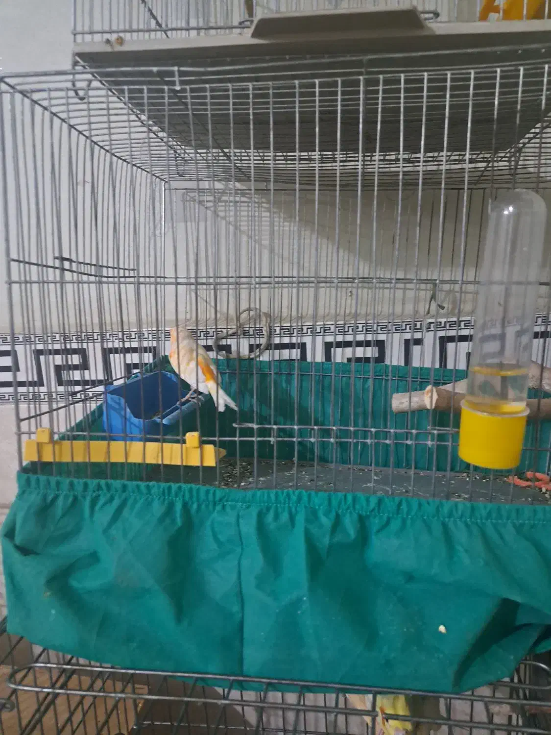 قناری نر|پرنده|پاکدشت, پاکدشت (مامازند)|دیوار