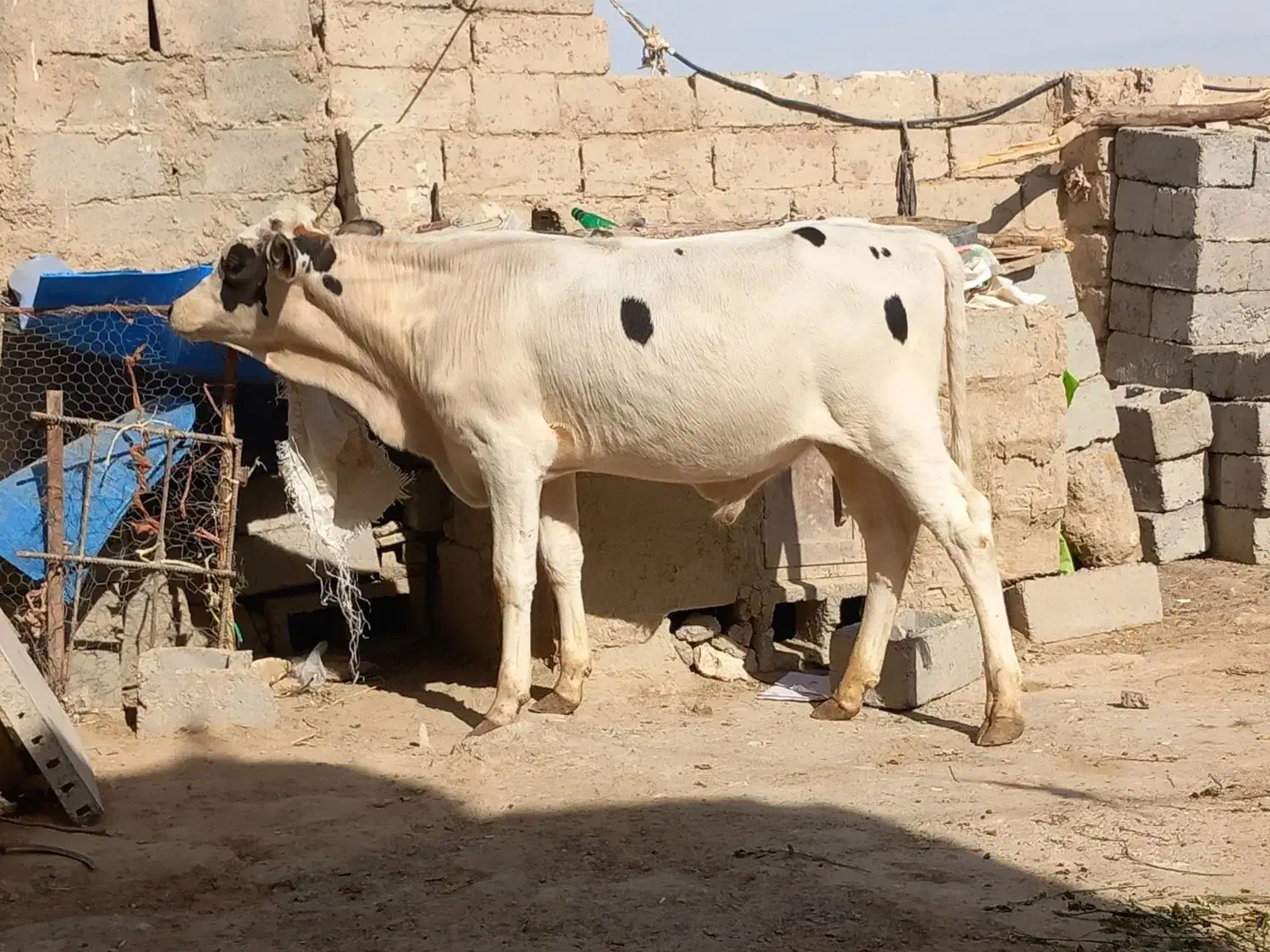 گوساله نر الشتاین کل اصل|حیوانات مزرعه|زابل, |دیوار