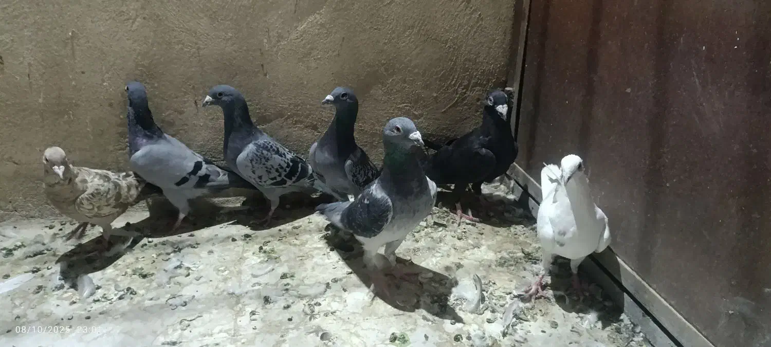 کفتر مسافتی پلاکی|پرنده|قم, انسجام|دیوار
