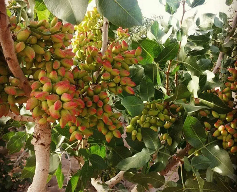 نهال پسته معمولی|خدمات باغبانی و درختکاری|محمدیه-قزوین, |دیوار