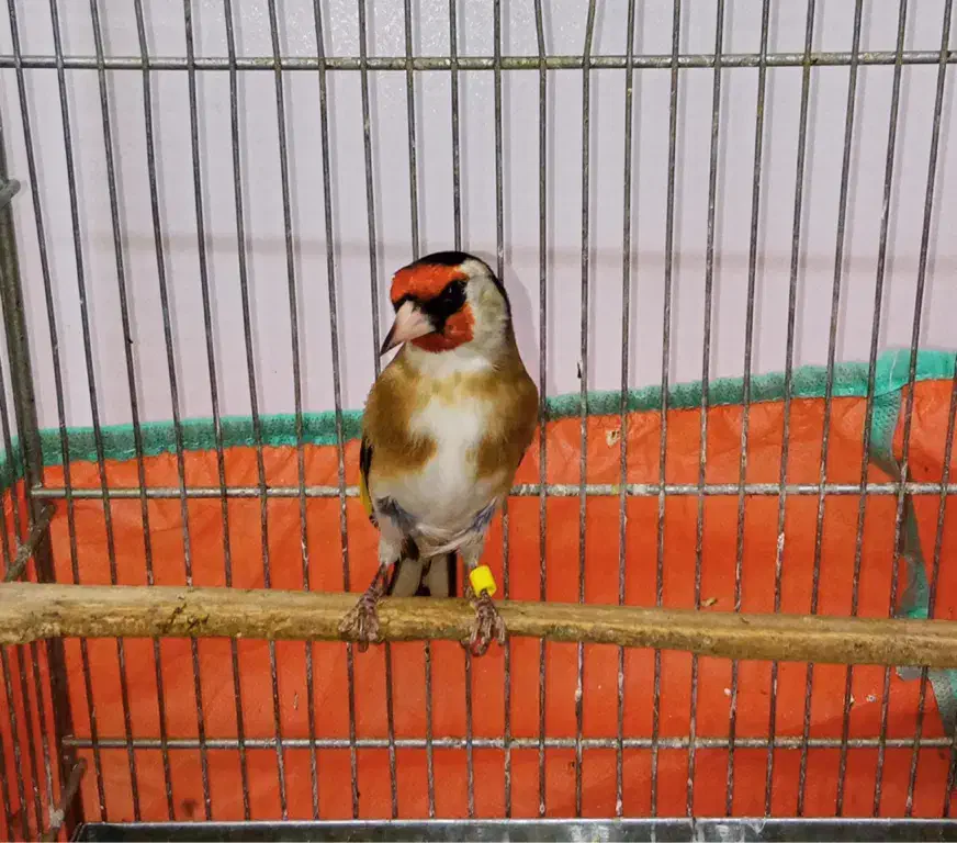 سهره نر قواره دار|پرنده|تهران, مسعودیه|دیوار