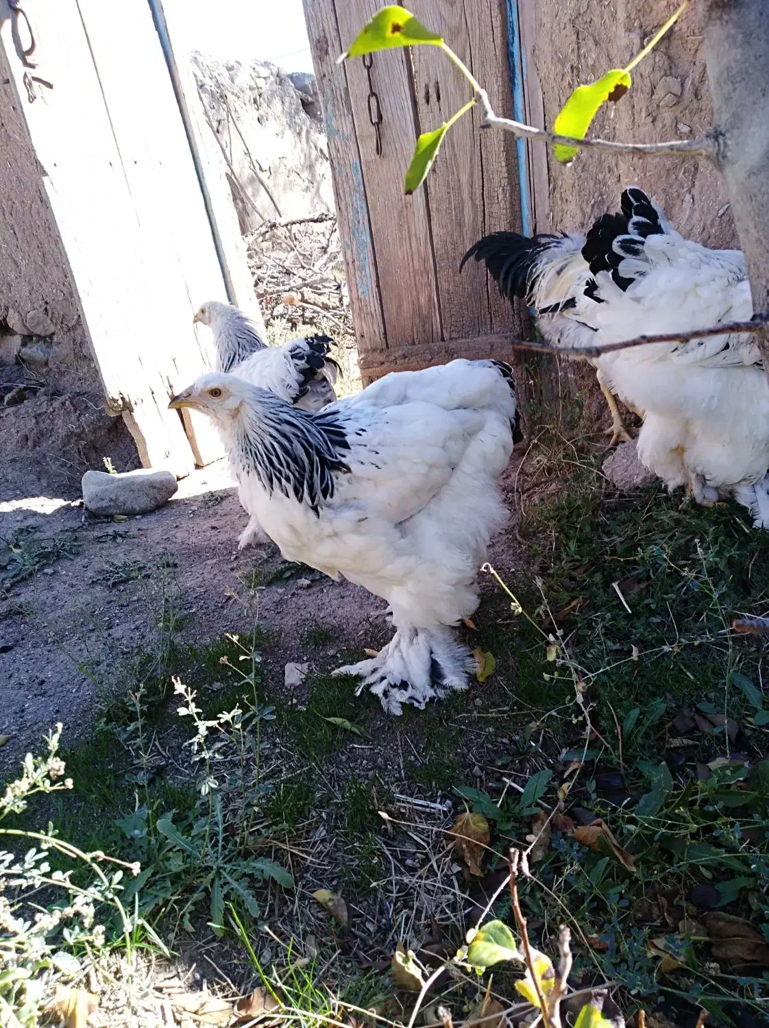 سه مرغ و یک خروس برهمای اصل|حیوانات مزرعه|مرند, |دیوار