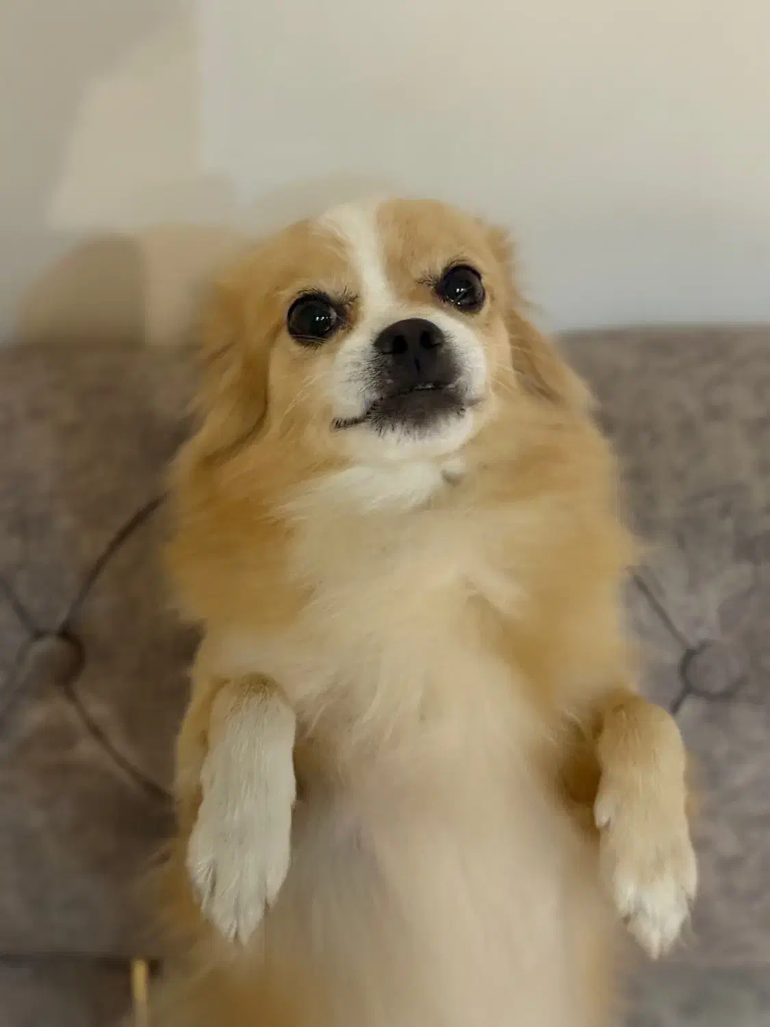 سگ پامرانین|سگ|قره ضیاالدین, |دیوار