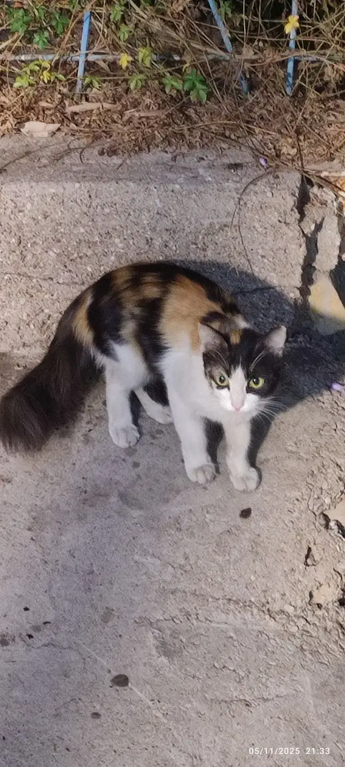 گربه|گربه|اهواز, شهرک نفت|دیوار