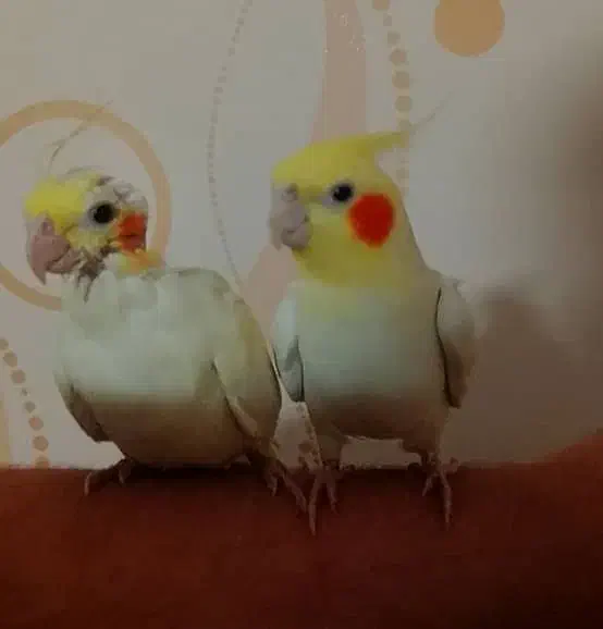 پرنده مولد|پرنده|فردیس, داوری|دیوار