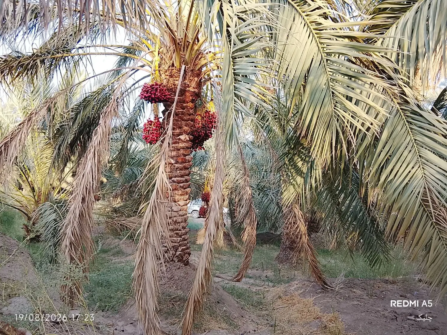 باغ|فروش دفتر صنعتی، کشاورزی، تجاری|نرماشیر, |دیوار
