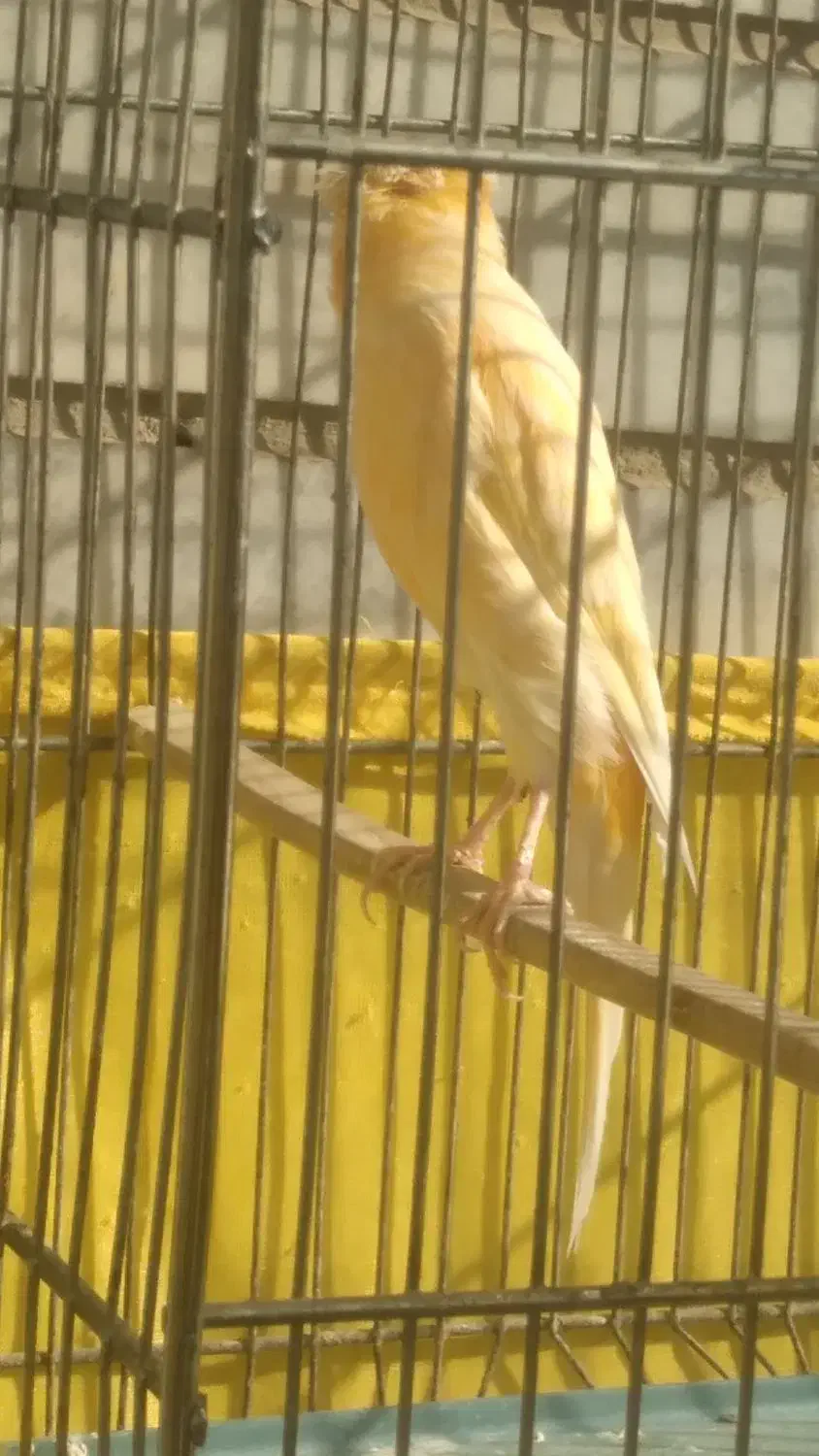 قناری نر مست|پرنده|تهران, اسفندیاری|دیوار