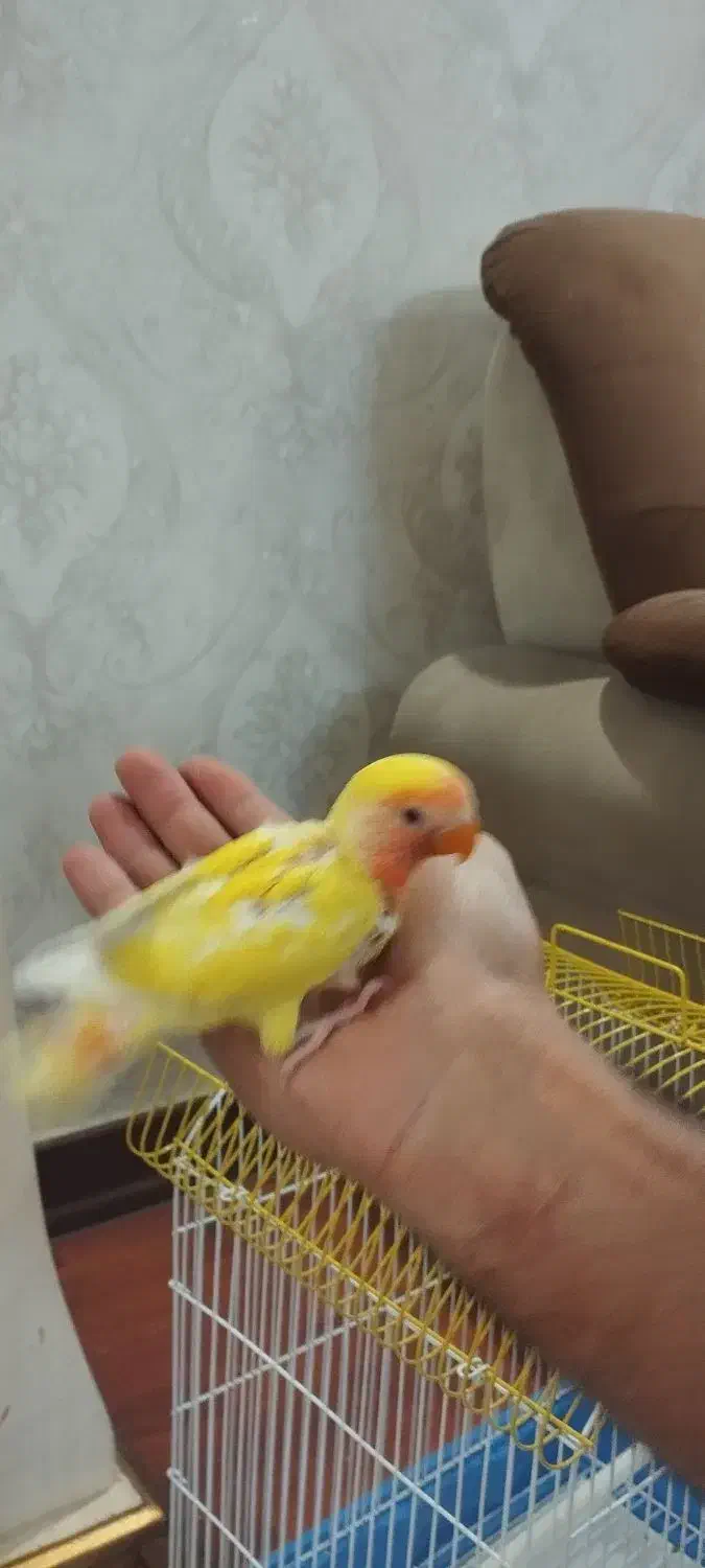 طوطی برزیلی دستی سرلاکی|پرنده|تهران, علم و صنعت|دیوار