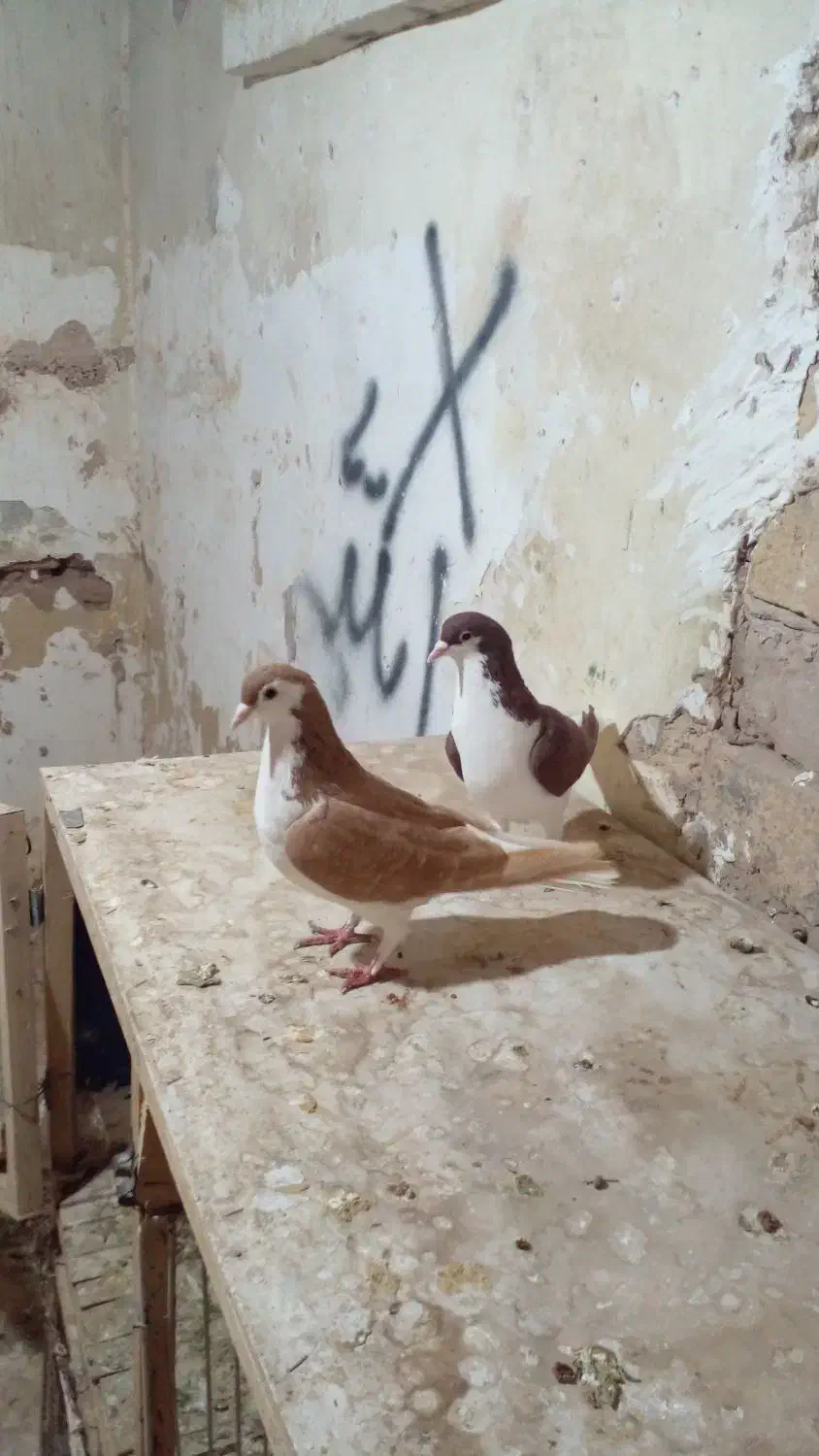 دو جفت کبوتر جفت گاهی|پرنده|زبرخان, |دیوار