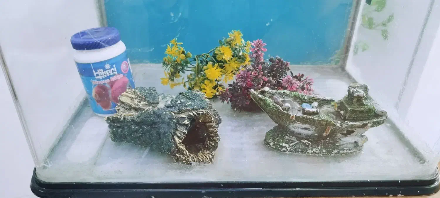 آکواریوم|کلکسیون و سرگرمی|تهران, مینای شمالی (مخبر)|دیوار