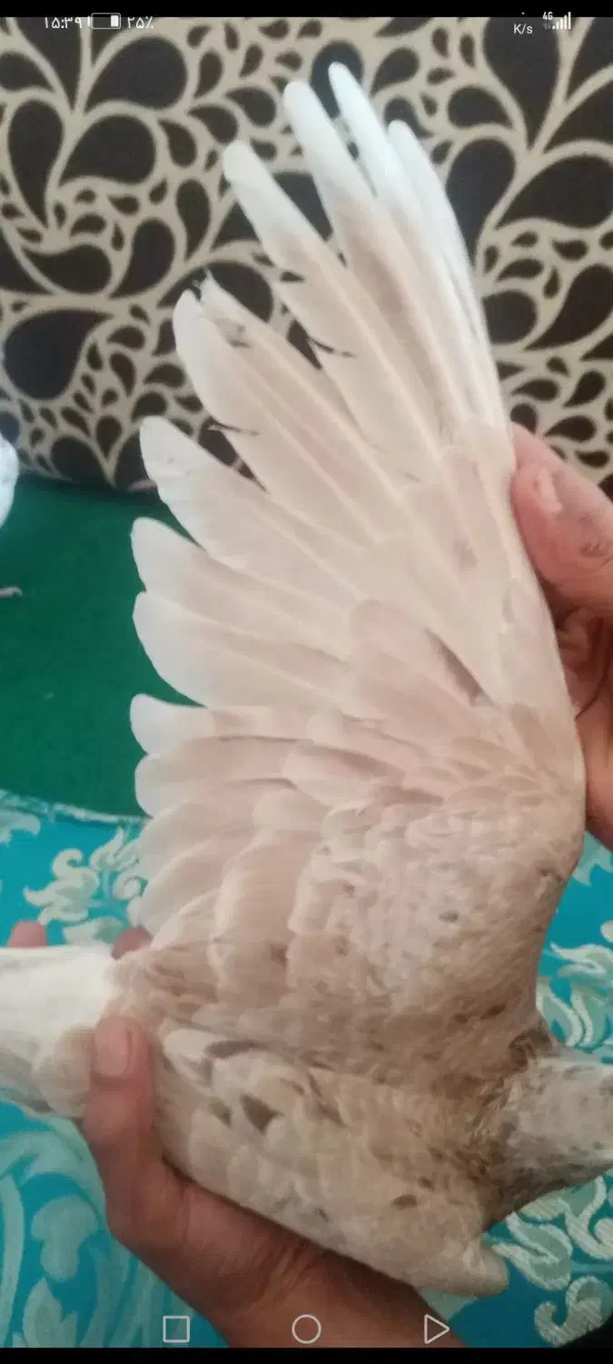 کبو تر پلاکی|پرنده|بابا حیدر, |دیوار