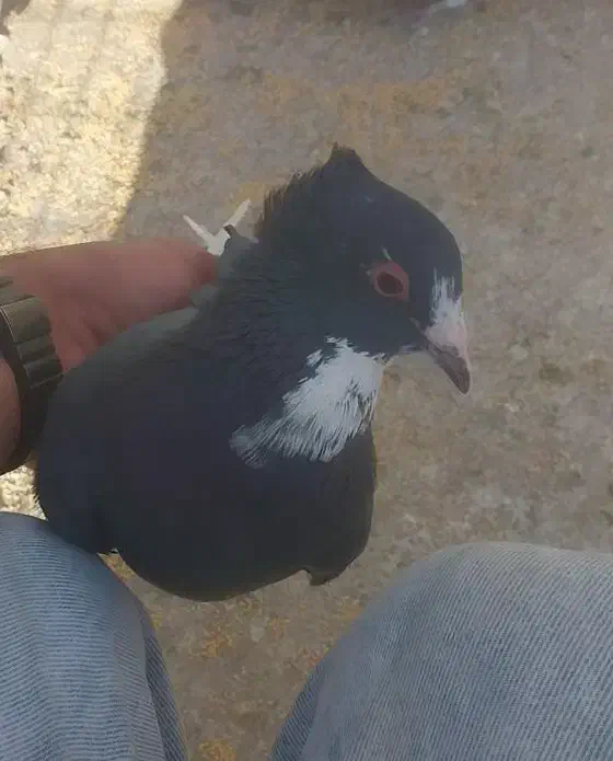 کفتر پلنگ|پرنده|کرمان, |دیوار