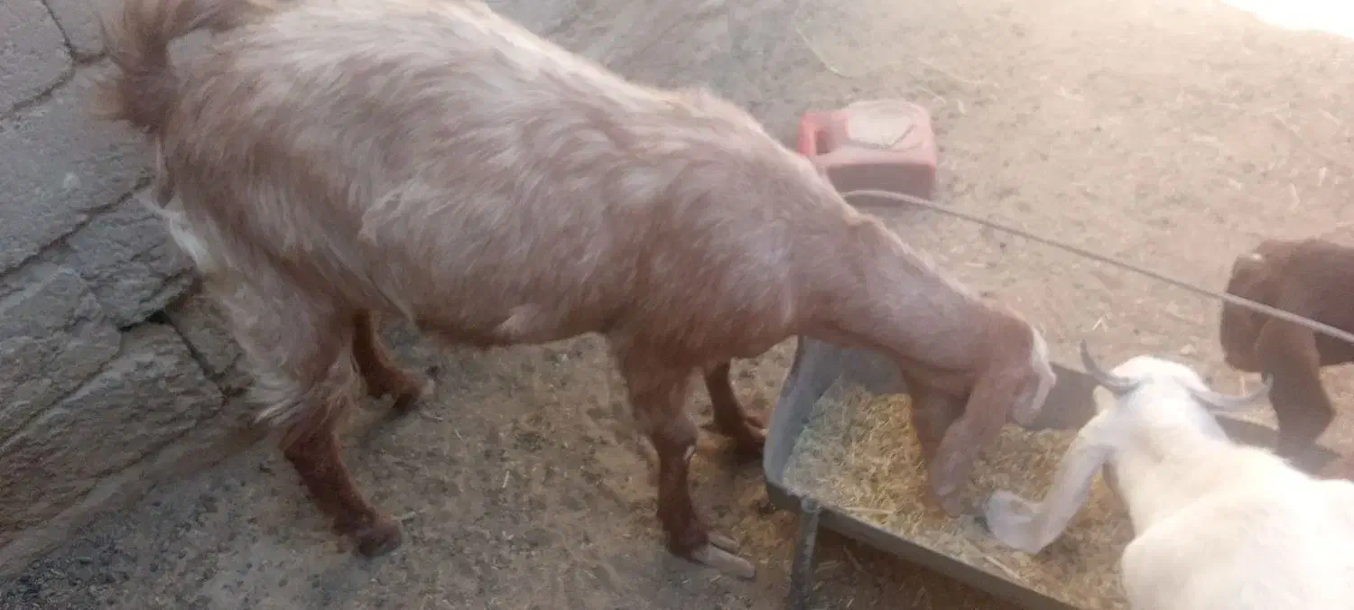 بز با دوتا بزغاله نروماده بز هم یک ماه ابست|حیوانات مزرعه|زابل, |دیوار