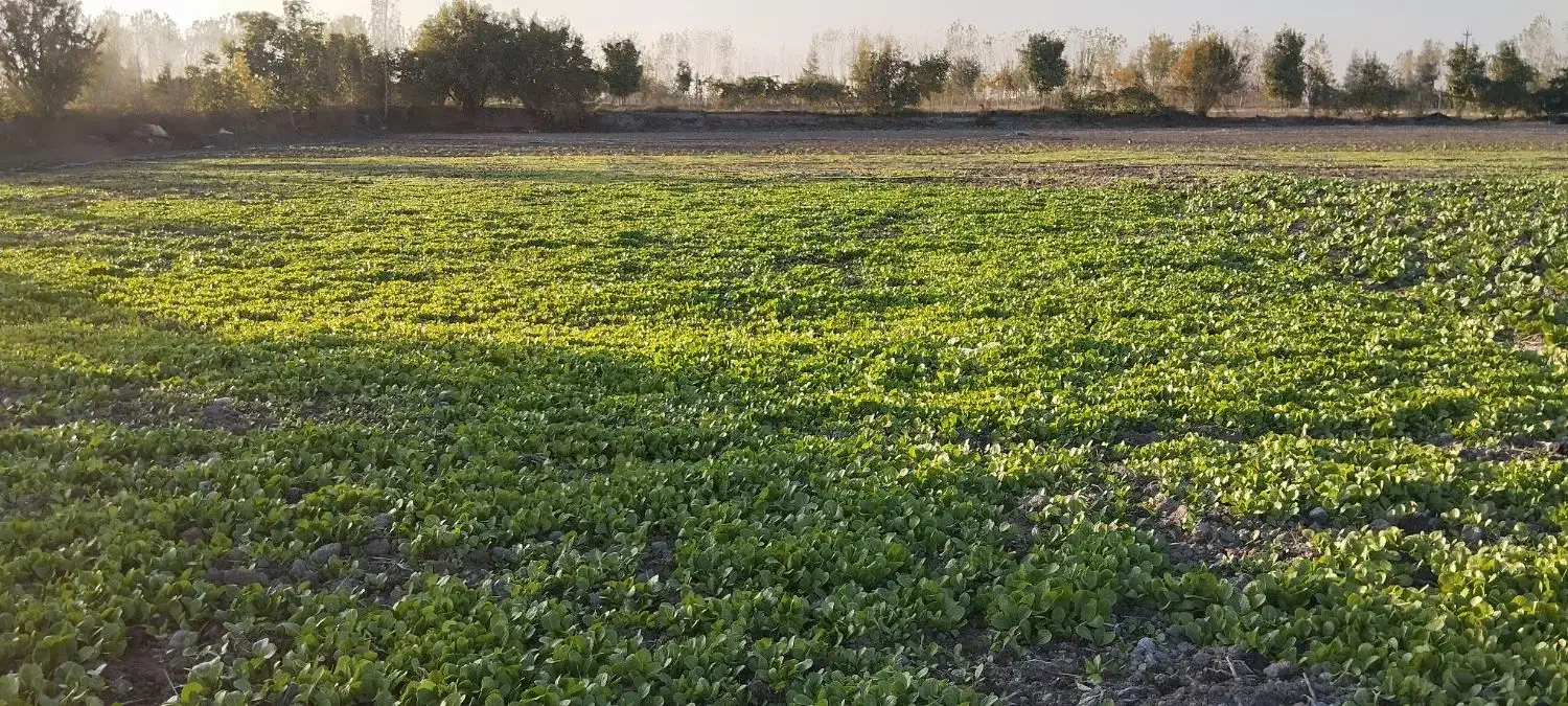 نهال کاهو|خدمات باغبانی و درختکاری|سرخنکلاته, |دیوار