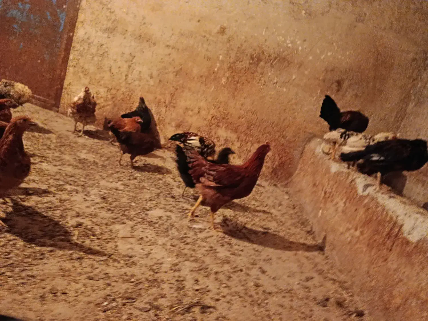 وارک کوردی|حیوانات مزرعه|کلاشی, |دیوار