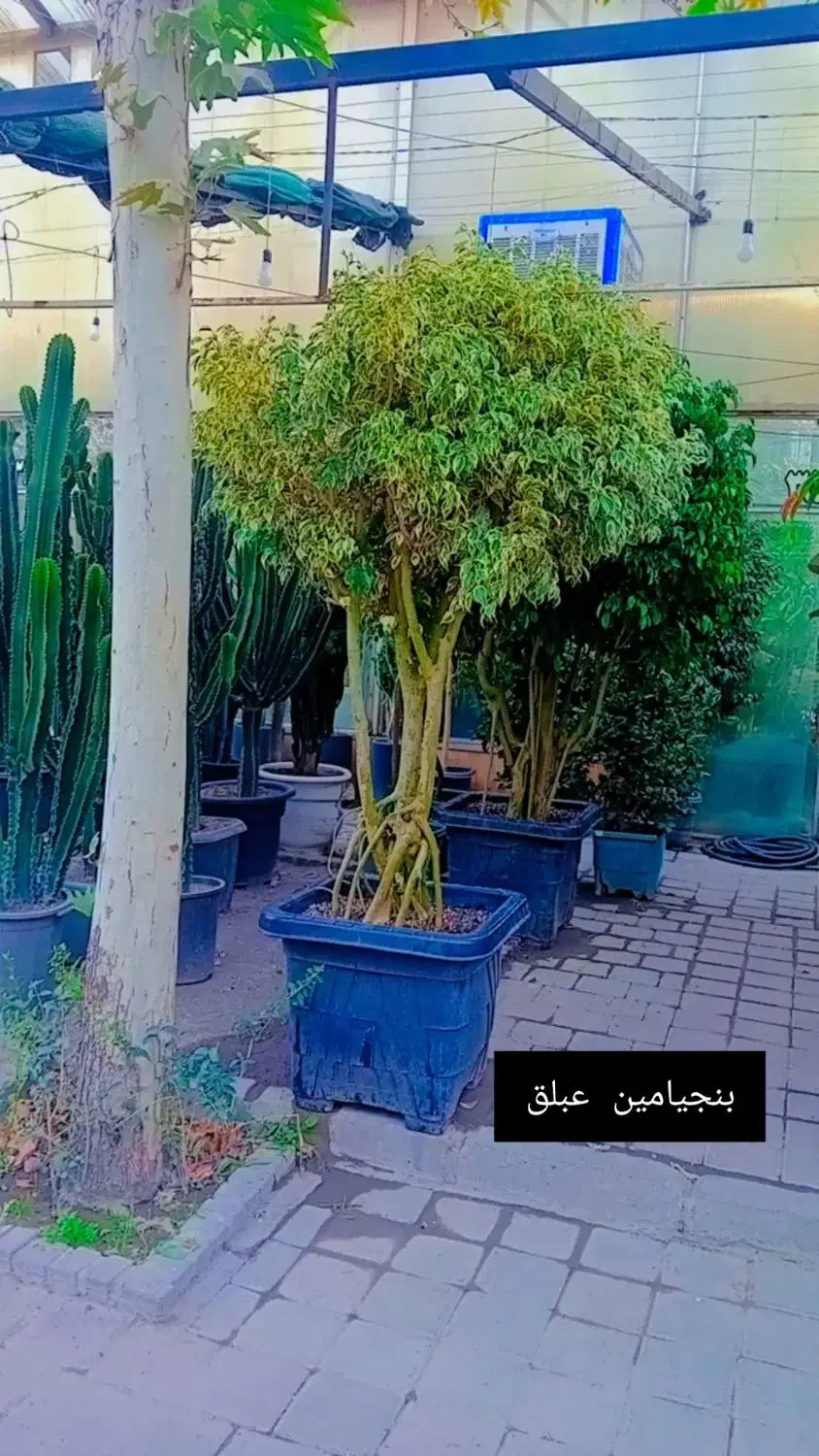 فروش گل اپرتمانی غول پیکر|گل و گیاه طبیعی|مشهد, شهرک صنعتی توس|دیوار