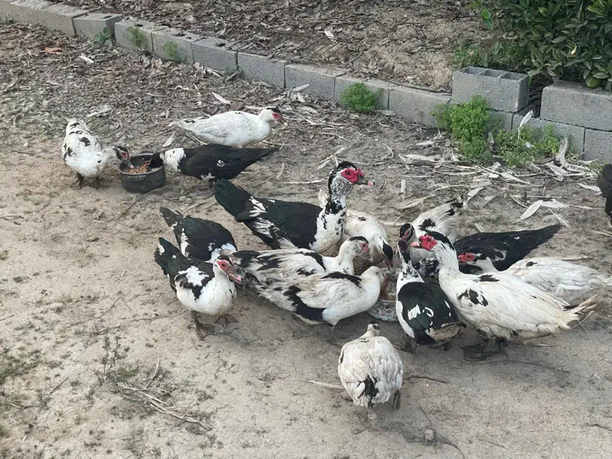 فروش اردک اسراییلی|حیوانات مزرعه|چالوس, |دیوار