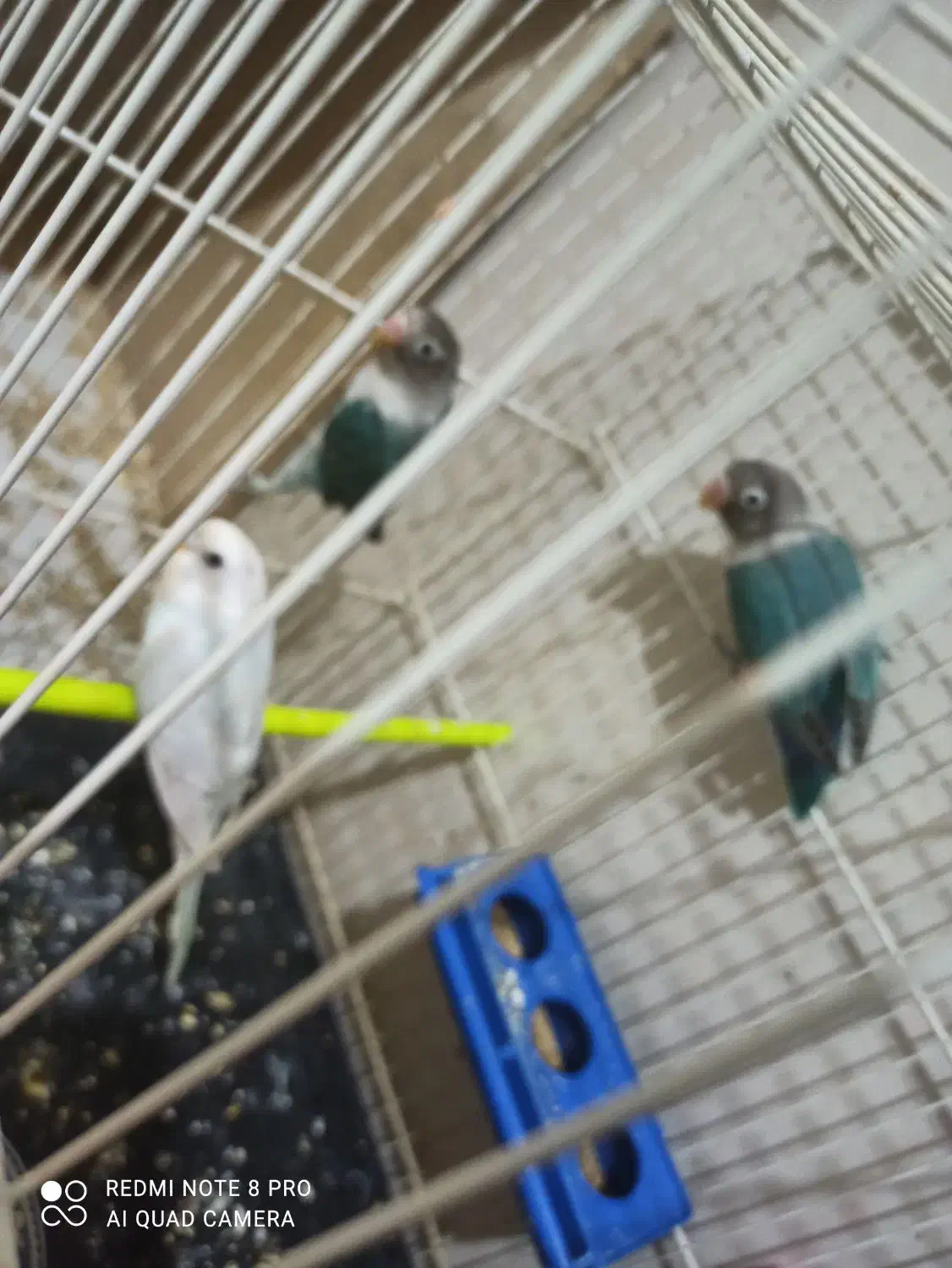 عروس هلندی کوتوله مرغ عشق|پرنده|مشهد, قائم|دیوار