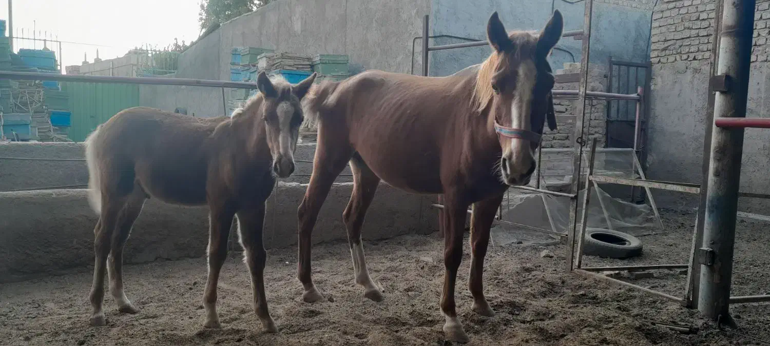 مادیان|اسب و تجهیزات اسب‌سواری|نیشابور, فضل|دیوار