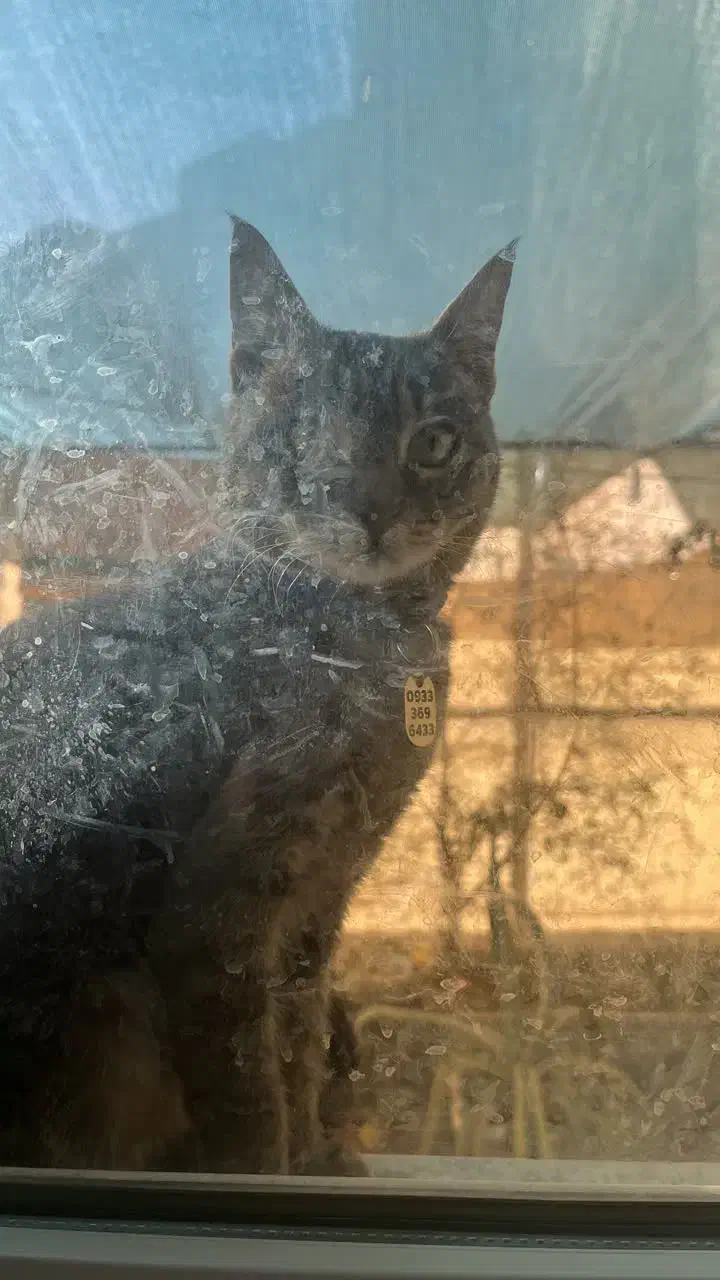 گربه گمشده در هنرستان شهرک ولایت|گربه|قم, براسون|دیوار