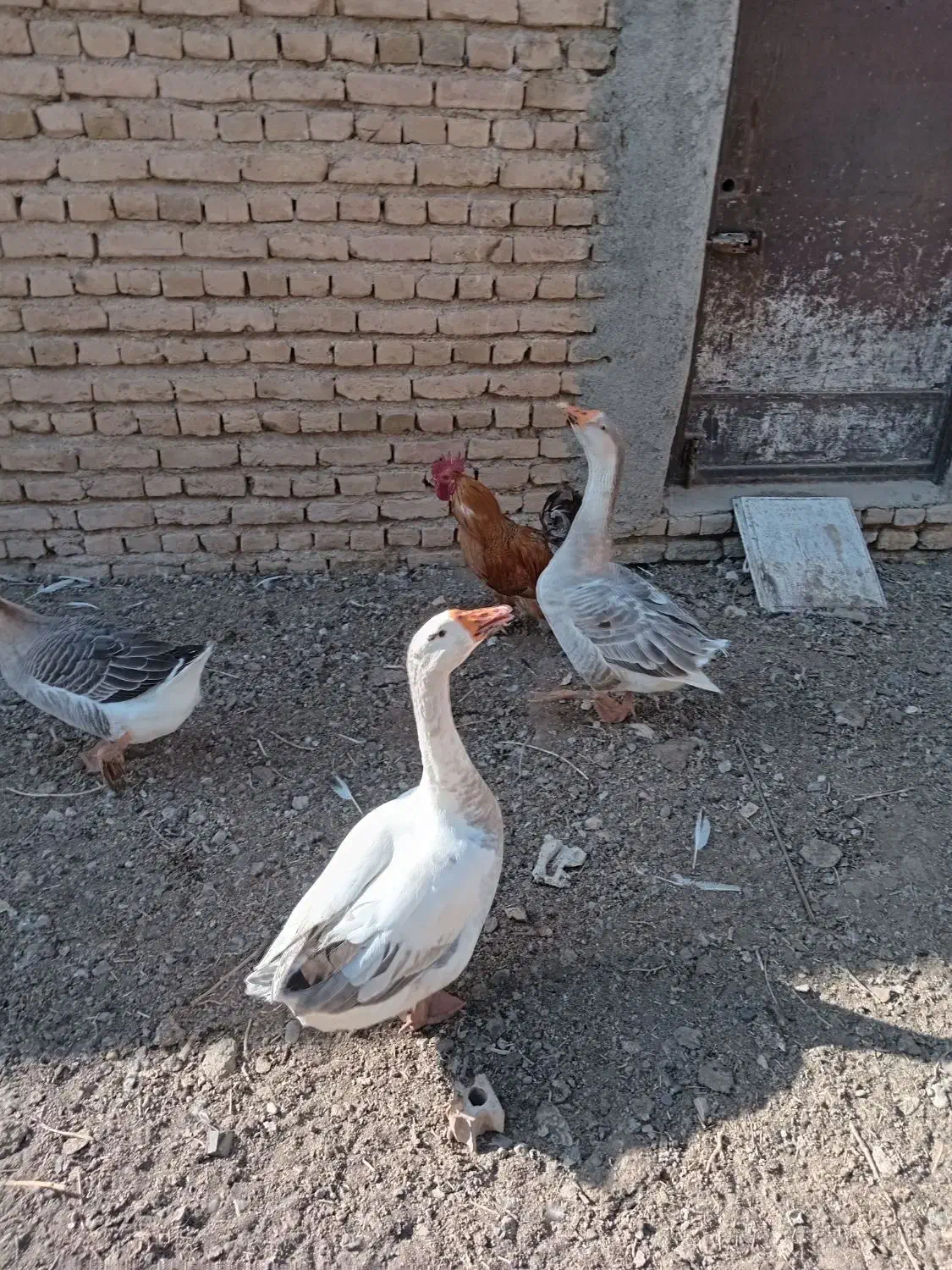 تعویض بوقلمون نرباماده|حیوانات مزرعه|مشهد, بهارستان|دیوار