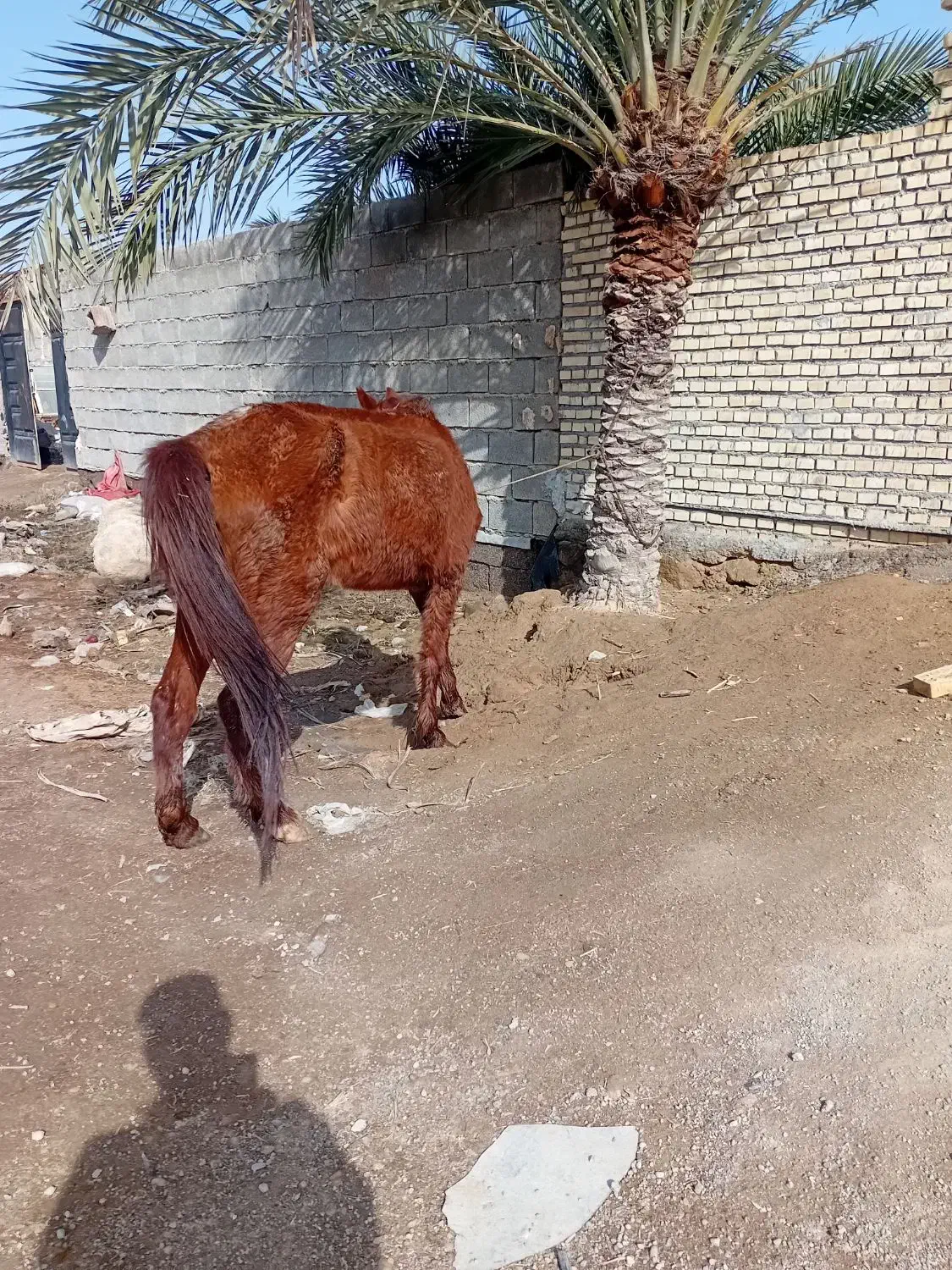 اسب مادیون|اسب و تجهیزات اسب‌سواری|شادگان, |دیوار