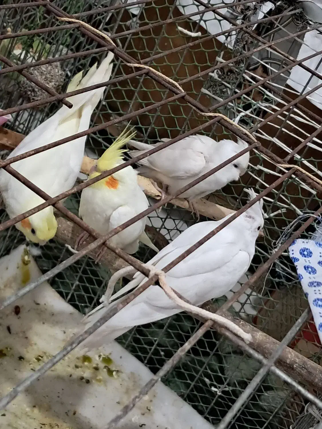 عروس هلندی برای فروش|پرنده|کارون, |دیوار