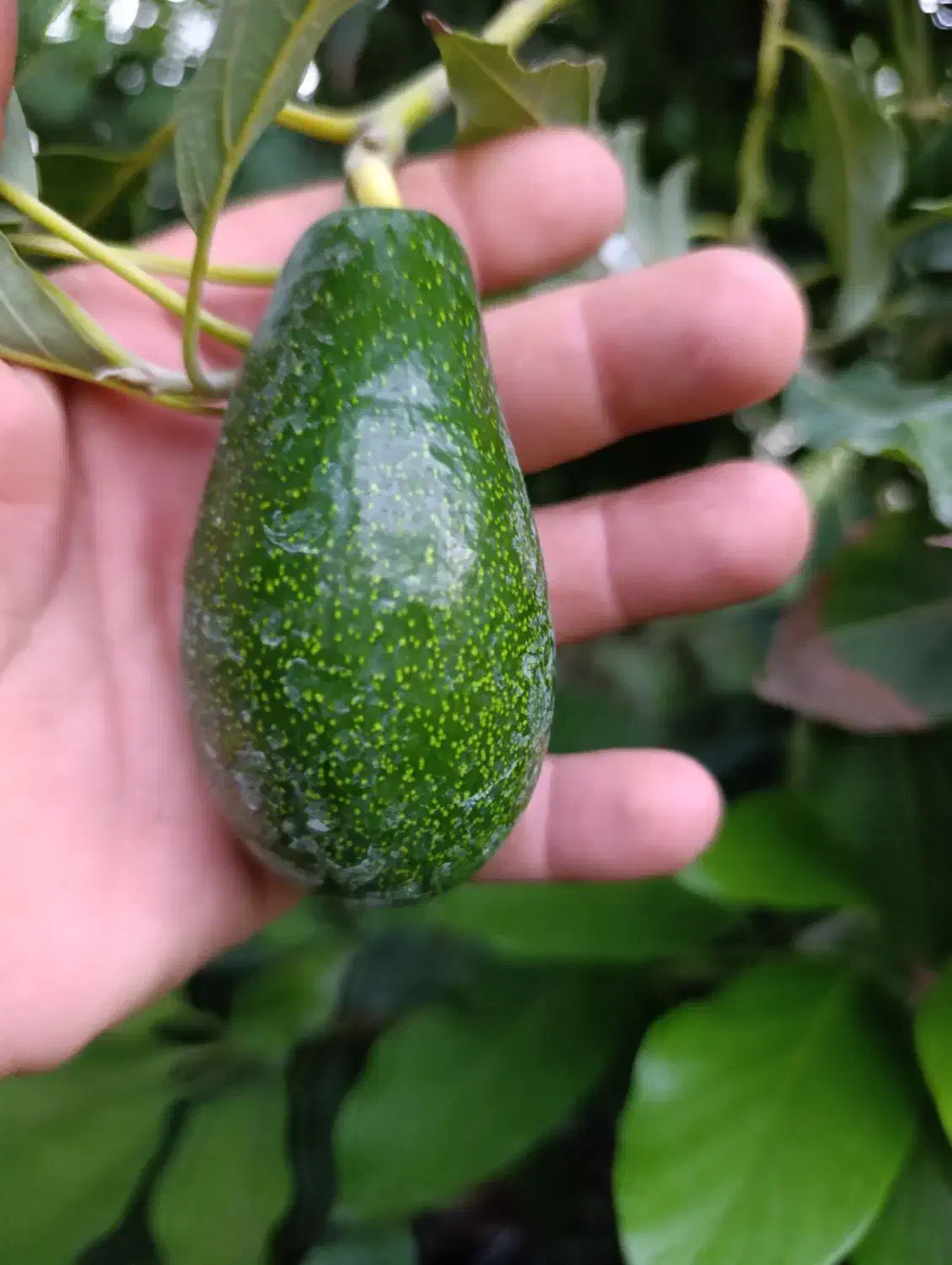 آواکادو پیوندی|گل و گیاه طبیعی|ساری, |دیوار