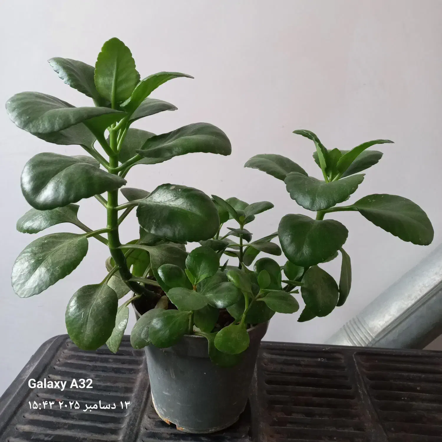 گلدونی اسباب بازی|اسباب‌‌بازی|تبریز, |دیوار