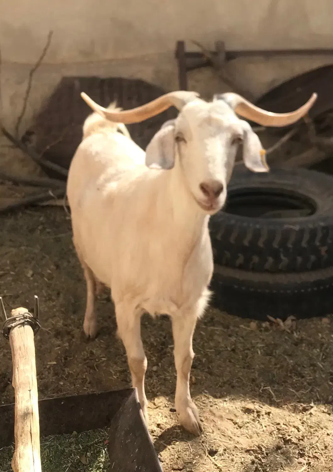 فروش بز سفید فرانسوی|حیوانات مزرعه|کوهپایه, |دیوار