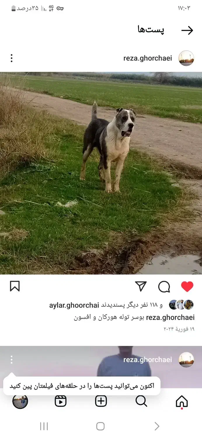 گم شده|حیوانات|آزادشهر, |دیوار