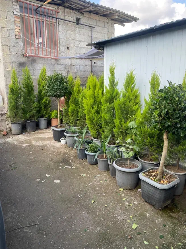 کاج لاوسون و یاس هلندی|گل و گیاه طبیعی|رشت, کوی عرفان|دیوار