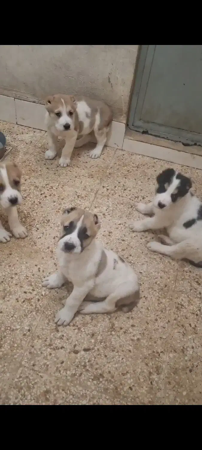 توله آلابای|سگ|آبعلی, |دیوار