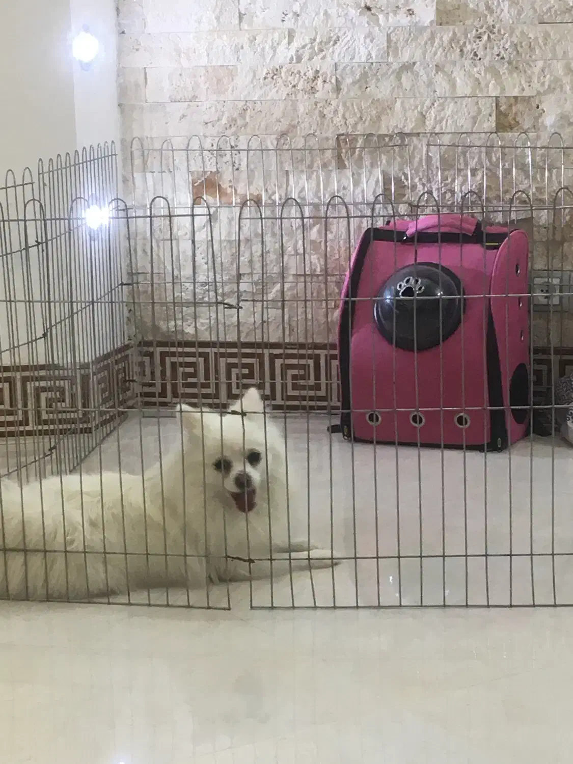 پامرین روباهی ماده|سگ|کاشان, سه راه پرورشگاه|دیوار