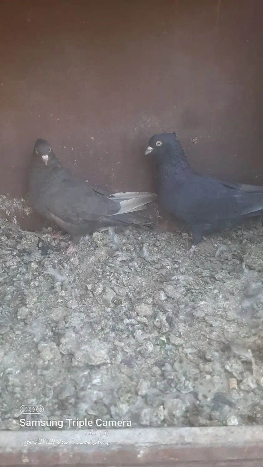 کبوتر سیاه سرکه ای|پرنده|مرودشت, کناره|دیوار