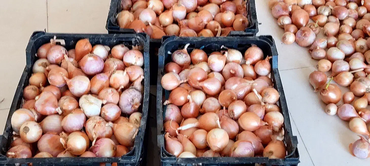 پیاز محلی|خوردنی و آشامیدنی|آبدان, |دیوار