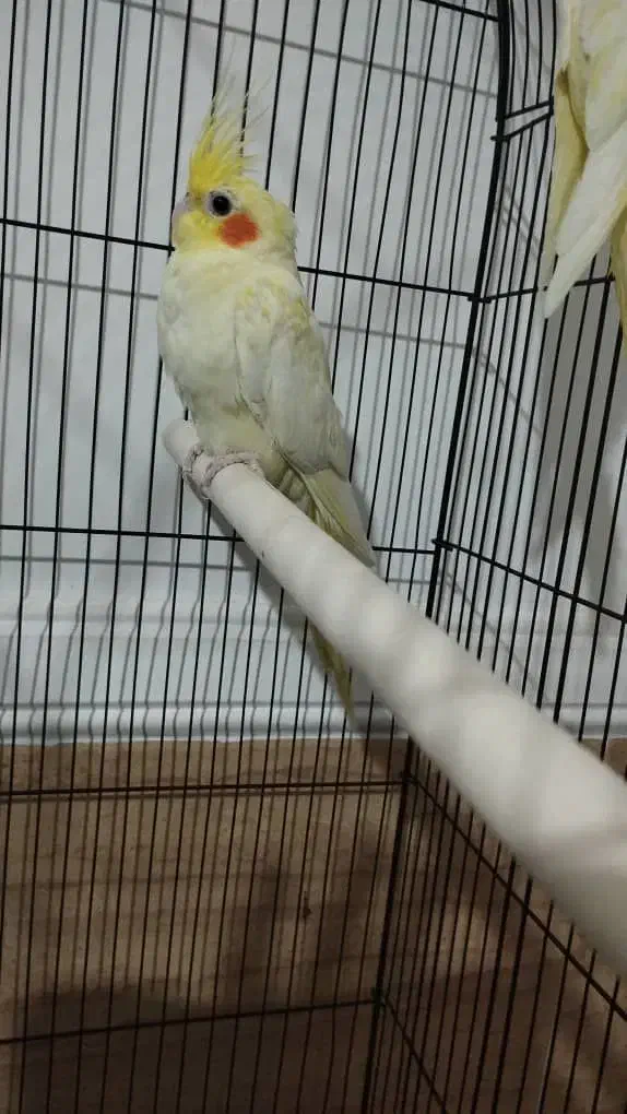 عروس هلندی رودان|پرنده|رودان, |دیوار