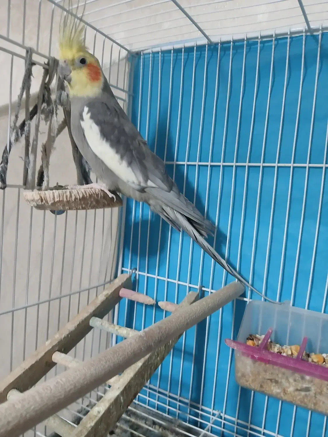 یک جفت عروس هلندی|پرنده|مشهد, شهید معقول|دیوار