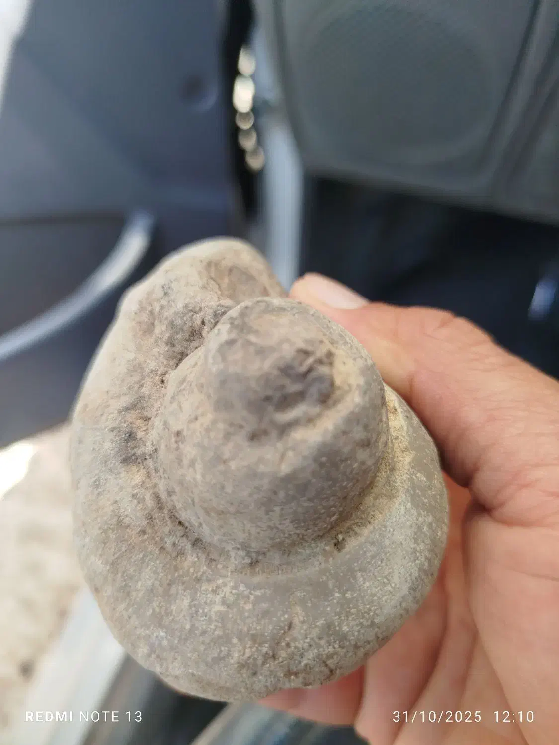 فسیل حلزون|کلکسیون اشیاء عتیقه|شیراز, کیان شهر|دیوار