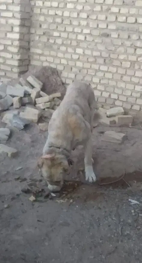 سگ خراسانی|سگ|یزد, |دیوار