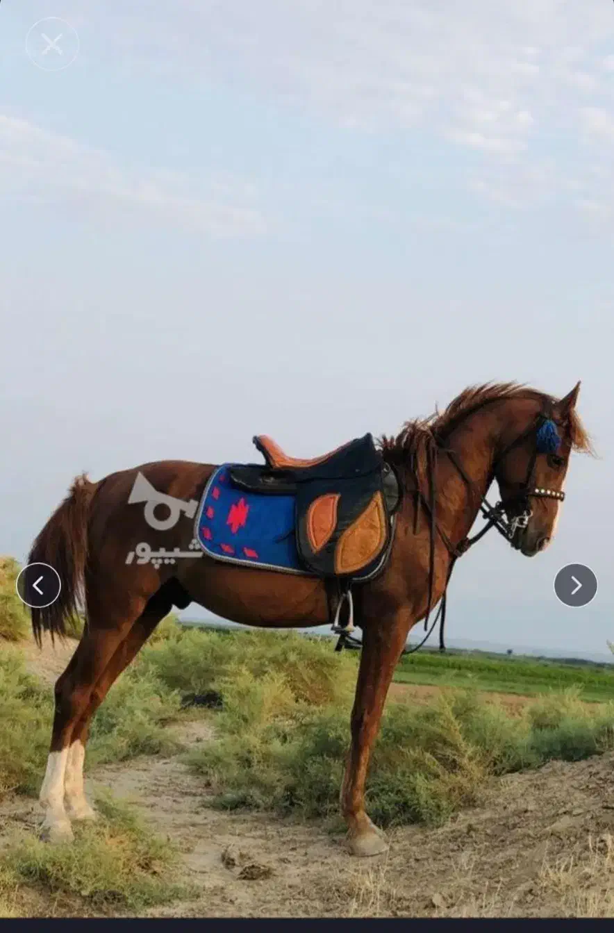 اسب|اسب و تجهیزات اسبسواری|ویلکیج, |دیوار