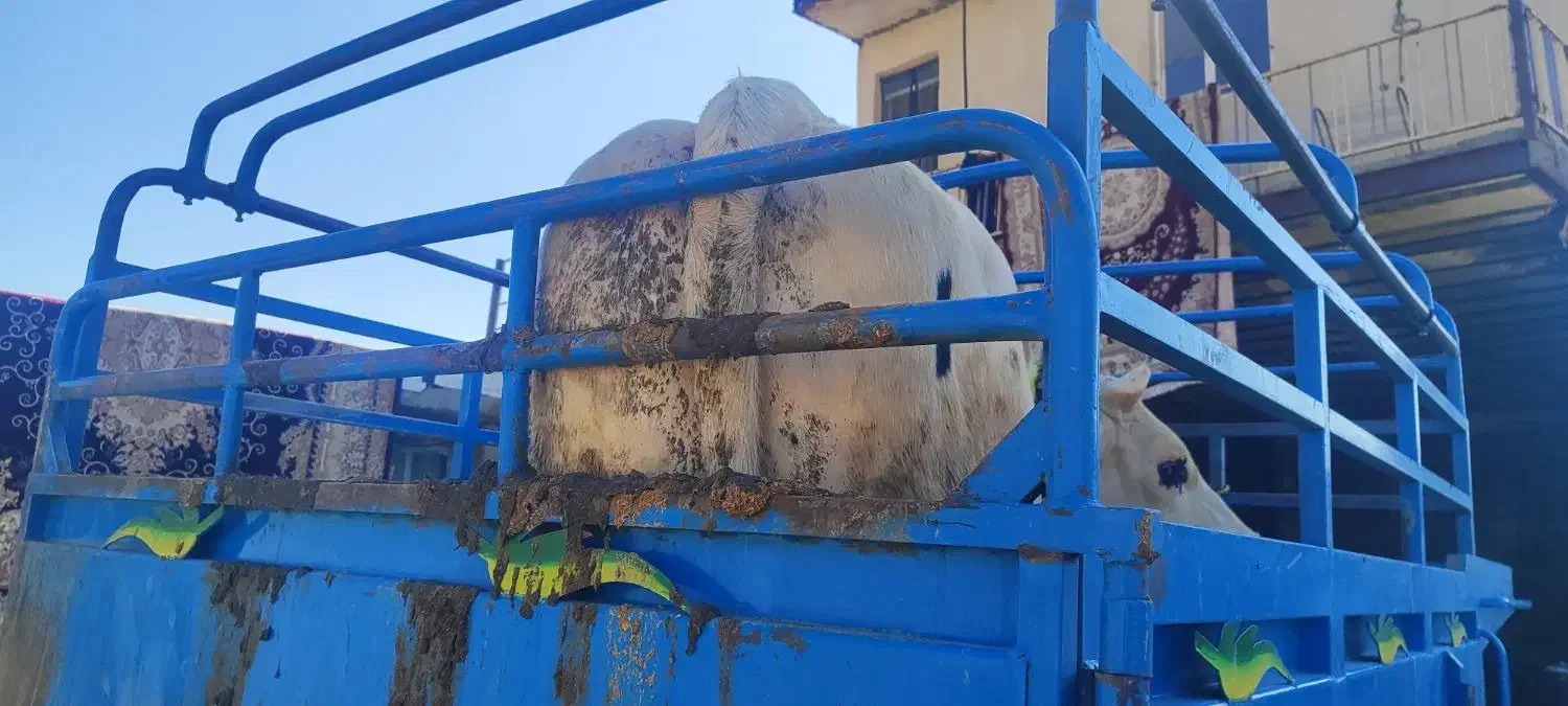 خریدوفروش انواع گوساله و گاو افتاده و سالم|حیوانات مزرعه|اراک, |دیوار