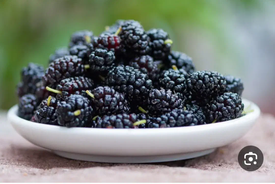 شاتوت|خوردنی و آشامیدنی|تهران, هفت چنار|دیوار