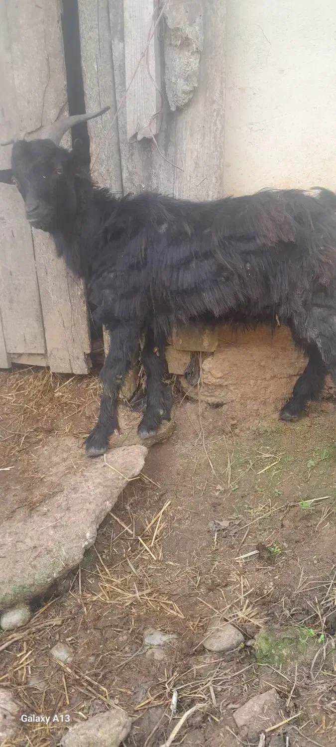 بز نر ۳۵کیلو گوسفند|حیوانات مزرعه|صومعهسرا, |دیوار